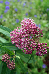 Swamp milkweed (Asclepias incarnata) in flower (bloom)