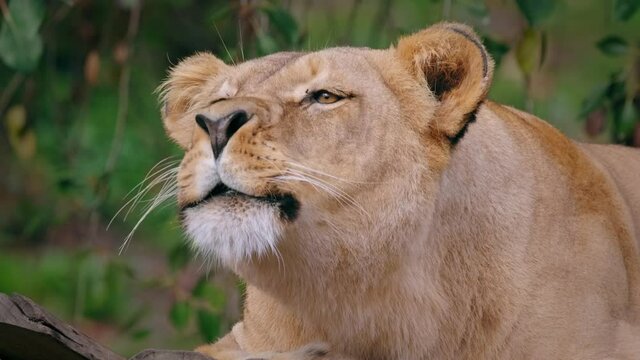 Southwest African lion (Panthera leo bleyenberghi), lioness roaring, animal sound