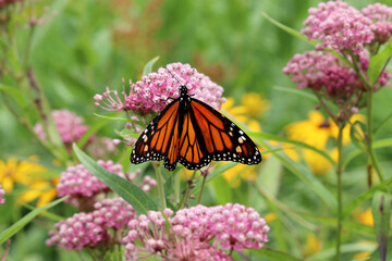 Swamp milkweed (Asclepias incarnata) in bloom with a monarch butterfly (Danaus plexippus) feeding on nectar in the flowers - Powered by Adobe