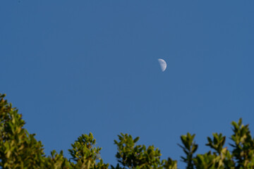 Daytime daylight moon in blue sky through the green leaves of a tree Laurus nobillis ‘Saratoga’ tree in San Francisco California