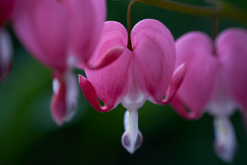 close up of pink string of hearts flower