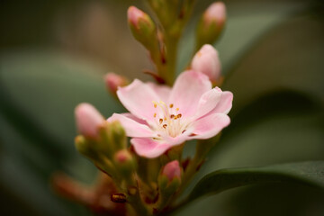 close up of pink flower