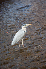 Heron stays in a river in Kyoto, Japan
