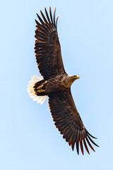 White-tailed sea eagle flying in the blue sky