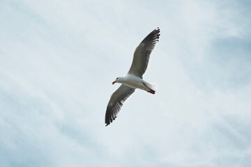 seagull flying overhead