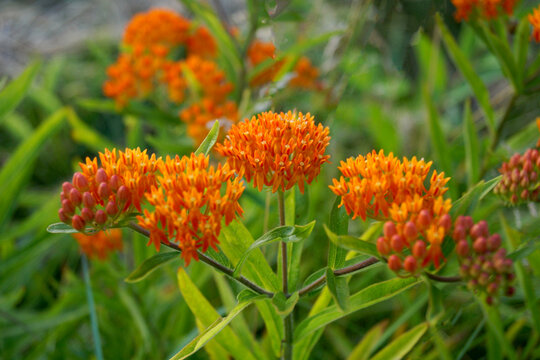 Butterfly weed (Asclepias tuberosa), also known as orange milkweed, in flower (bloom)