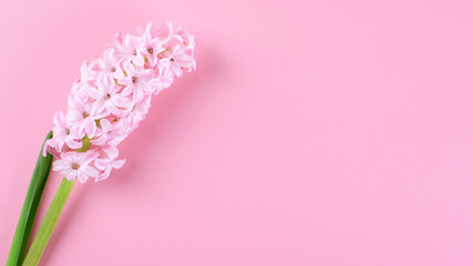 Beautiful pink hyacinth flower on soft pink background. Minimal Hello spring. concept. Valentines card or Mothers Day card, closeup. Flower background. Copy space, top view, flat lay