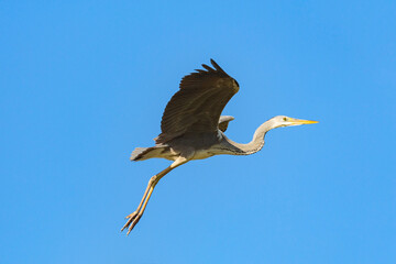 Obraz premium Great gray egret flying in blue sky