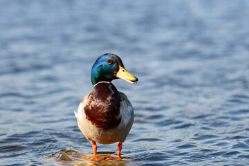Male duck staying on the stone in the river