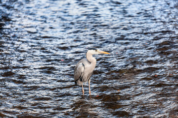 Heron stays in the river in Kyoto, Japan