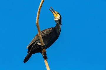 Great Cormorant (Phalacrocorax carbo) on the tree branch against blue sky