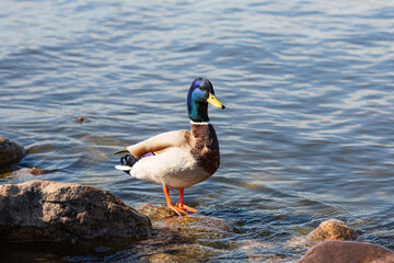 Male duck mallard staying on the stone in the river