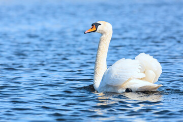 Naklejka premium The mute swan is swimming in the delta of Volga river