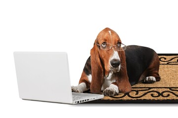 Cute dog ordering products online for home delivery. Concept for smart pets