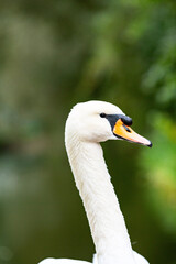 A closeup headshot of a mute swan (Cygnus olor) against a green background