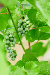 Bunch of fresh green grapes growing on vineyard.