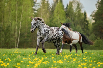 Two beautiful horses running in the field with flowers 