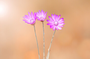 Pink flowers of immortelle under soft light in summer