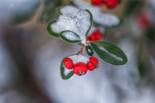 Red berries of pyracantha in winter in the snow. Natural background of red berries in the snow.