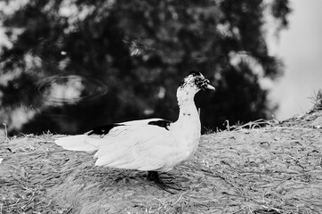 close up of a white goose © fergomez