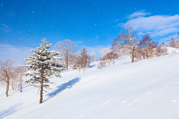 Snow-covered trees on Sakhalin island mountains during the snowfall on a sunny day