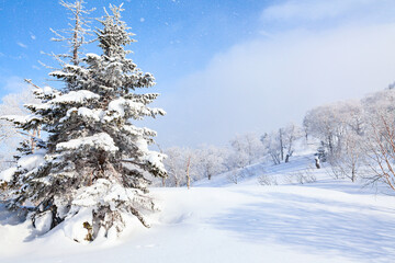 Snow-covered trees on Sakhalin island mountains