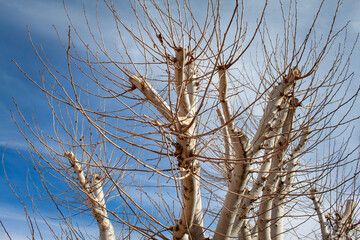 A bare Mulberry Tree in the winter