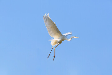 White great egret (heron) flying in the blue sky