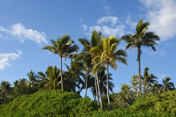 Fototapeta na wymiar Western coast (côte ouest) île de la Réunion, Océan Indien