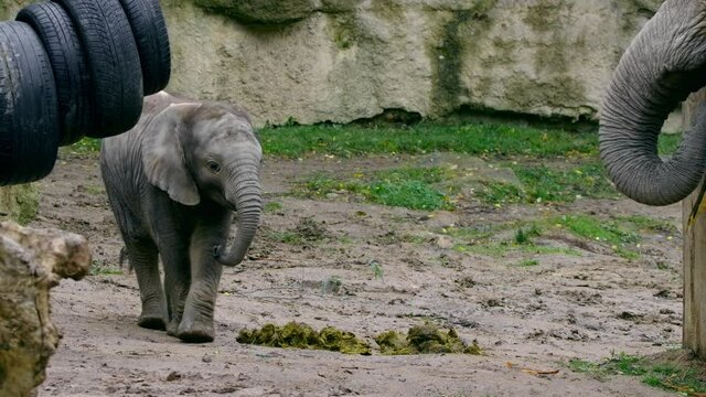 African bush elephant (Loxodonta africana) baby, bored juvenile calf