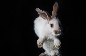 white rabbit on black background