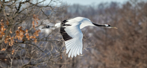 Fototapeta premium The red-crowned crane in flight. Scientific name: Grus japonensis, also called the Japanese crane or Manchurian crane, is a large East Asian Crane.