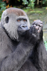 Obraz premium Female Western Lowland Gorilla in green forest