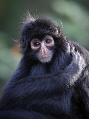 close up shot of a Colombian spider monkey (Ateles fusciceps rufiventris)
