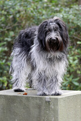 Closeup portrait of a Dutch Sheepdog (Schapendoes)