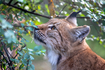 closeup portrait of Eurasian lynx (Lynx lynx) in wild nature