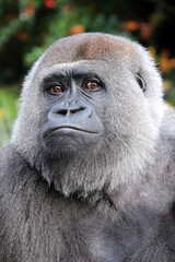 Obraz premium Female Western Lowland Gorilla in green forest