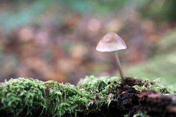 closeup of fungus mushroom growing in forest