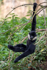 loseup image of a Northern white-cheeked gibbon (Nomascus leucogenys) monkey in the forest