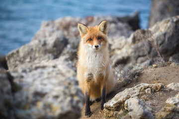 Red fox close-up.Portrait of an animal. Predator, Wildlife.