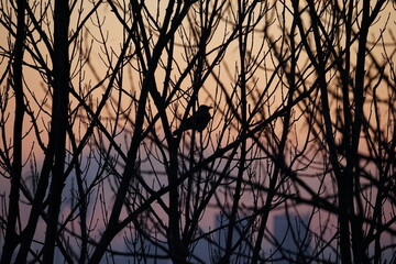 sunset over the lake