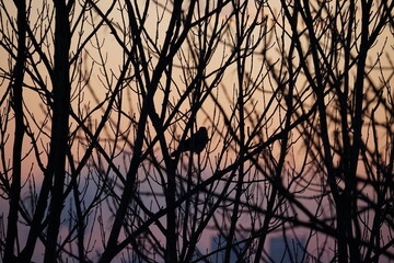 sunset in the forest