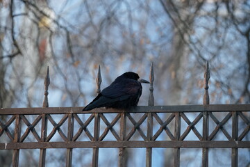 crow on a fence