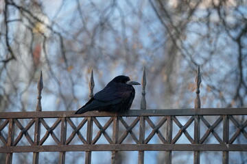 crow on a fence