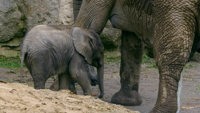 African bush elephant (Loxodonta africana) mother breast feeding her baby