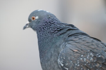 close up of a pigeon