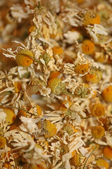 Camomile buds flowers ready for tea close up background matricaria chamomilla family asteraceae high quality prints