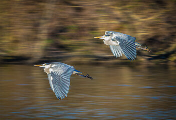 Zwei Fischreiher fliegen über ein Gewässer 