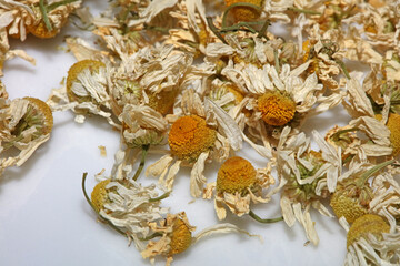 Camomile buds flowers ready for tea close up background matricaria chamomilla family asteraceae high quality prints