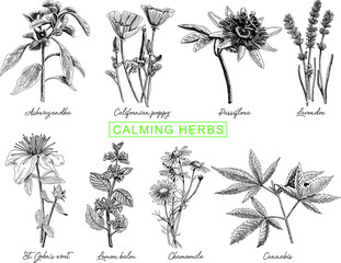 Calming herbs set: californian poppy, ashwagandha,lavender, lemon balm, passiflora, chamomile, cannabis, st. john's wort. Sketchy vector hand-drawn illustration. - obrazy, fototapety, plakaty